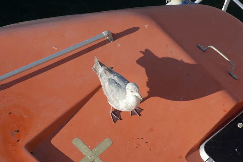 316-2460 Beggar Seagull in Victoria_ BC.jpg